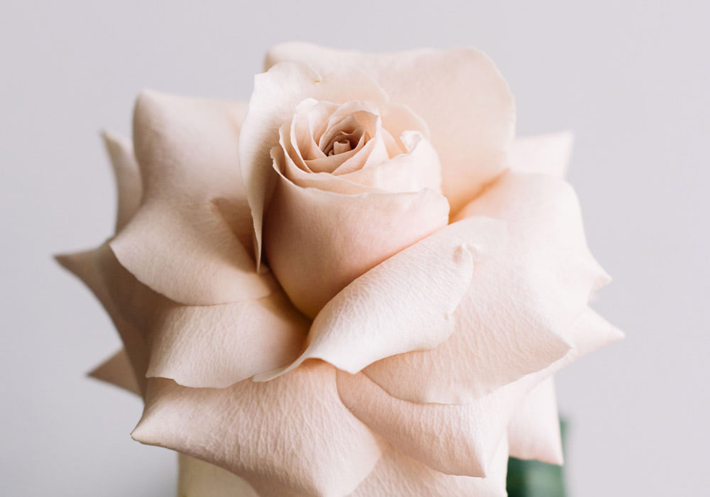 Photograph of quicksand rose Roses