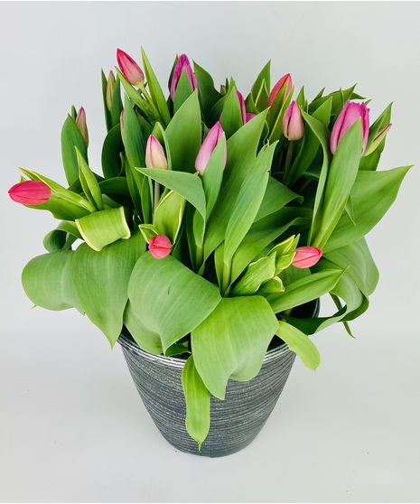 Hello Spring! Welcome guests to your home with a outdoor planter overflowing with colorful tulips! 