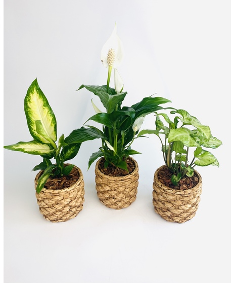 Bring a little joy into someone's life with these adorable desk top plants. 