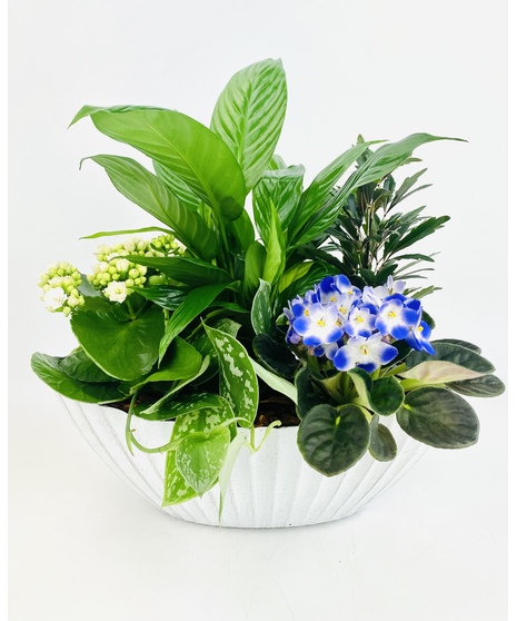 A dish garden with indoor tropical plants and an African Violet features a small cherub in a white melamine bowl. 