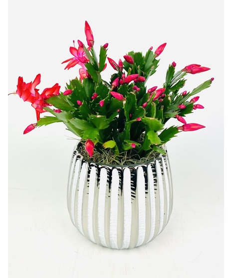 Classic Christmas Cactus