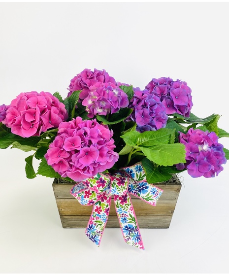 Hydrangea Garden Box