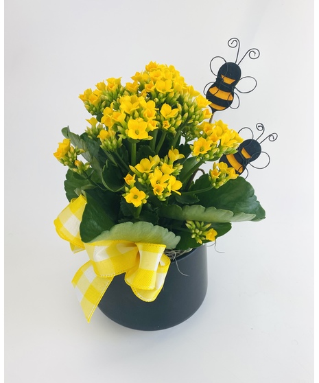 This Busy Bee Garden is the perfect way to thank your Admin team! 