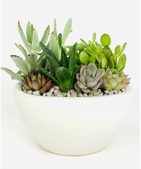 A white ceramic planter with a modern succulent design. 