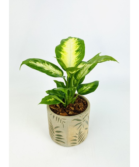 Green Desk Plant