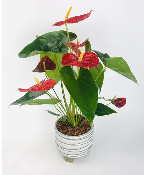 Classic Anthurium Plant