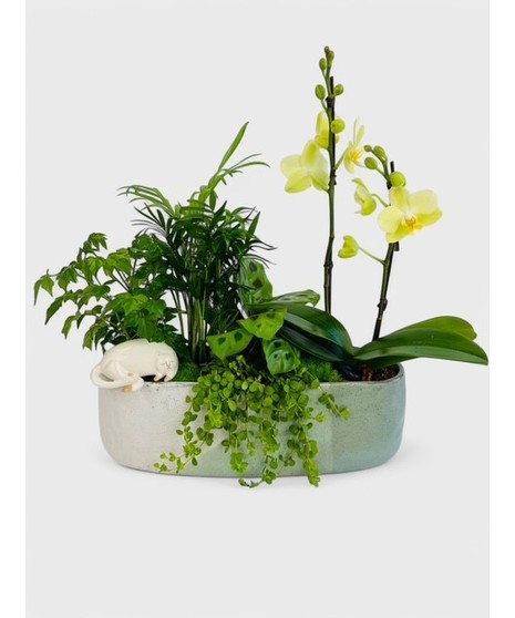 This beautiful orchid in a modern-inspired ceramic planter with tropical greenery is the perfect place for your feline to relax. 