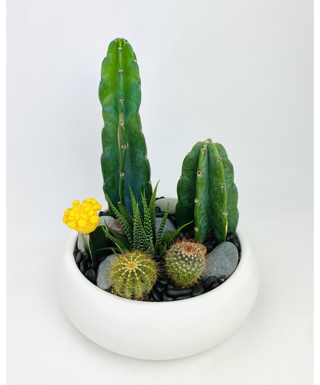 A contemporary bowl filled with a variety of succulents.