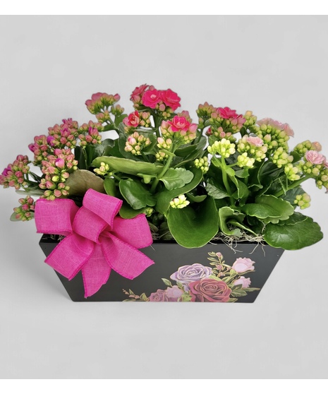 A festive painted wood planter overflowing with indoor long lasting Kalanchoe plants and accented with a pink bow. 